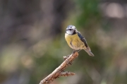 Mallerenga blava (Parus caeruleus)