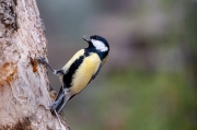 Mallerenga carbonera (Parus major)