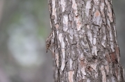 Raspinell comú (Certhia brachydactyla)