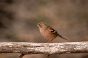 Pinsà comú (Fringilla coelebs)