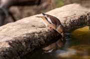 Durbec (Coccothraustes coccothraustes)