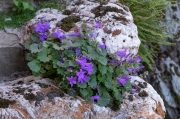 Descobrint el Pallars Sobirà. Llavorsi