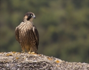 Jove de Falcó peregrí (Falco peregrinus)