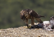 Jove de Falcó peregrí (Falco peregrinus)