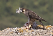 Jove de Falcó peregrí (Falco peregrinus)