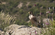 Femella de Falcó peregrí (Falco peregrinus)