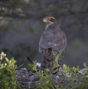 Femella d'Astor (Accipiter gentilis)