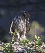 Femella d'Astor (Accipiter gentilis)