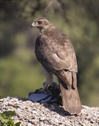 Mascle d'Astor (Accipiter gentilis)