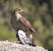 Mascle d'Astor (Accipiter gentilis)