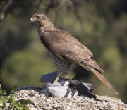 Mascle d'Astor (Accipiter gentilis)