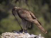 Mascle d'Astor (Accipiter gentilis)