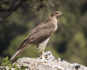 Mascle d'Astor (Accipiter gentilis)