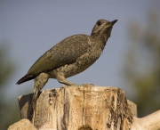 Jove de Picot verd (Picus viridis)