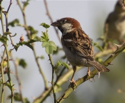 Mascle de Pardal comú (Paser domesticus)