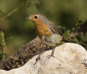 Pit roig (Erithacus rubecola)