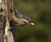 Pica-soques blau (Sitta europaea)