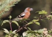 Mascle de Pinsà comú (Fringilla coelebs)