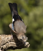 Gaig (Garrulus grandarius)