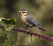 Jove de Mallerenga blava (Parus caeruleus)