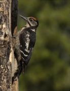 Jove de Picot garser gros (Dendrocopos major)