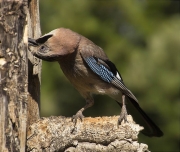 Gaig (Garrulus grandarius)