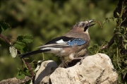 Gaig (Garrulus grandarius)