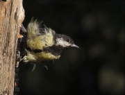 Mallerenga carbonera (Parus major)