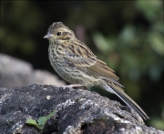 Femella de Gratapalles (Emberiza cirlus)