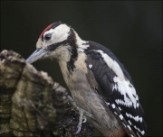 Jove de Picot garser gros (Dendrocopos major)