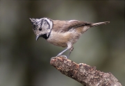 Mallerenga emplomallada (Parus cristatus)