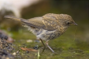 Jove de Pit roig (Erithacus rubecola)