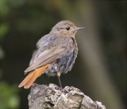 Jove de Cotxa fumada (Phoenicurus ochruros)