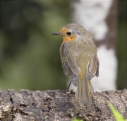 Pit roig (Erithacus rubecola)