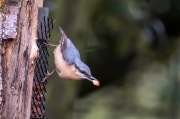 Pica-soques blau (Sitta europaea)