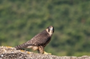 Falcó peregrí (Falco peregrinus)