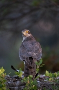 Astor (Accipiter gentilis) Femella