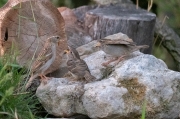 Pardal comú (Passer domesticus): Tenimc fam