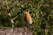 Pit roig (Erithacus rubecola)