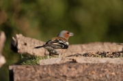 Pinsà comú (Fringilla coelebs)