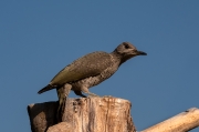 Picot verd ( Picus viridis )