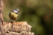 Mallerenga blava (Parus caeruleus)