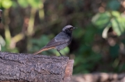 Cotxa fumada (Phoenicurus ochruros)