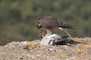 Jove de Falcó peregrí (Falco peregrinus)