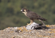 Jove de Falcó peregrí (Falco peregrinus)