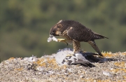 Jove de Falcó peregrí (Falco peregrinus)