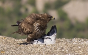 Aligot comú (Buteo buteo)