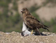 Aligot comú (Buteo buteo)