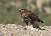 Aligot comú (Buteo buteo)