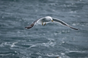 Gavià argentat (Larus michahellis)